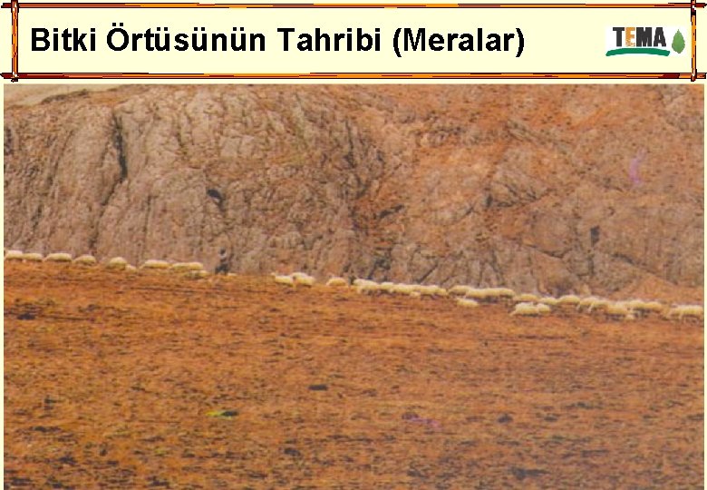 Bitki Örtüsünün Tahribi (Meralar) 