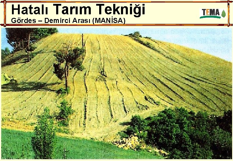 Hatalı Tarım Tekniği Gördes – Demirci Arası (MANİSA) 