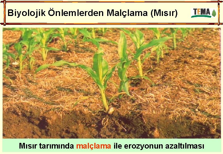 Biyolojik Önlemlerden Malçlama (Mısır) Mısır tarımında malçlama ile erozyonun azaltılması 