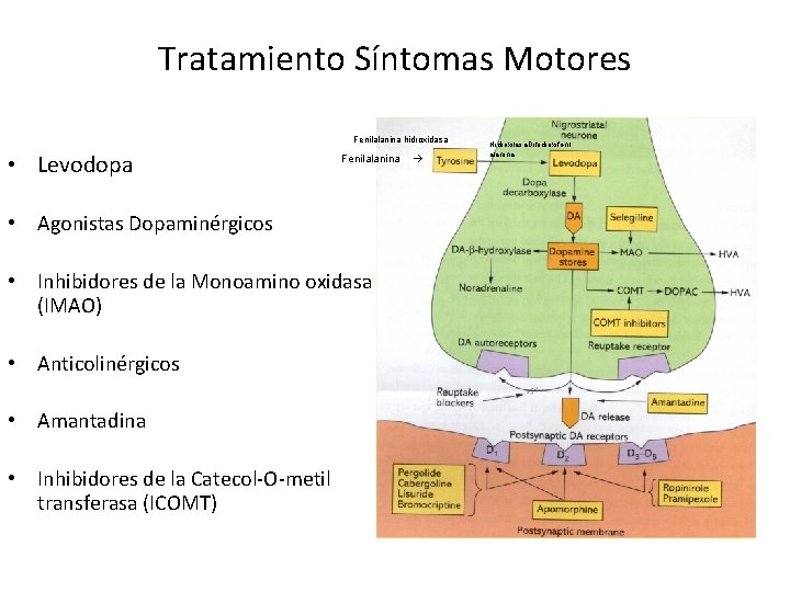 Tratamiento Síntomas Motores Fenilalanina hidroxidasa • Levodopa Fenilalanina • Agonistas Dopaminérgicos • Inhibidores de