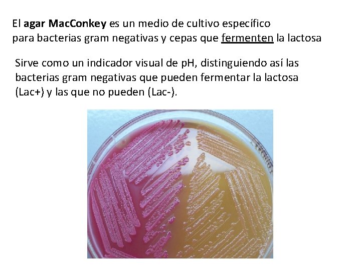 El agar Mac. Conkey es un medio de cultivo específico para bacterias gram negativas