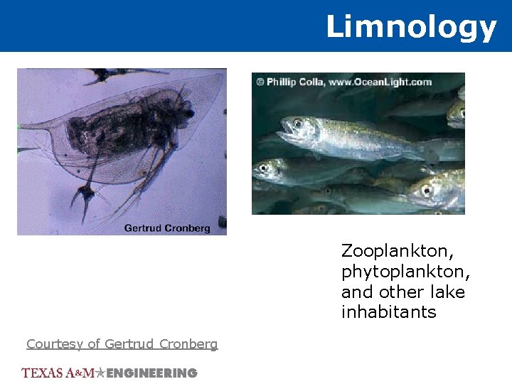 Limnology Zooplankton, phytoplankton, and other lake inhabitants Courtesy of Gertrud Cronberg 