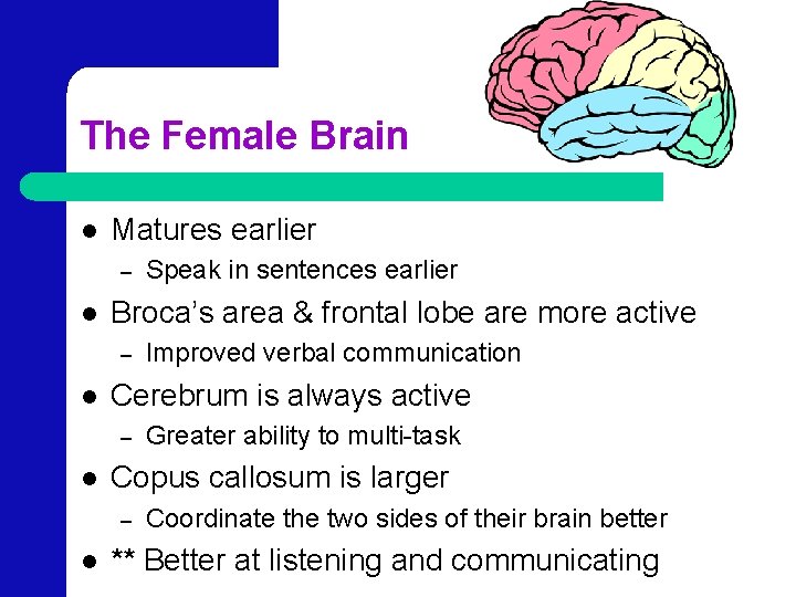 The Female Brain l Matures earlier – l Broca’s area & frontal lobe are