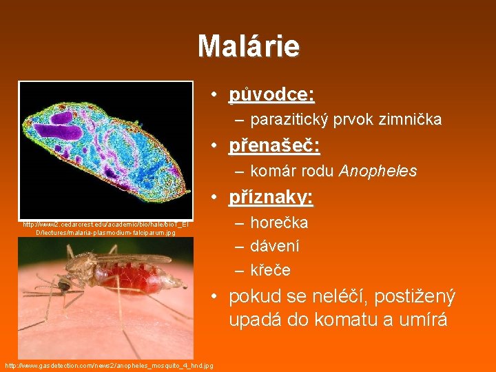 Malárie • původce: – parazitický prvok zimnička • přenašeč: – komár rodu Anopheles • Malárie • původce: – parazitický prvok zimnička • přenašeč: – komár rodu Anopheles •