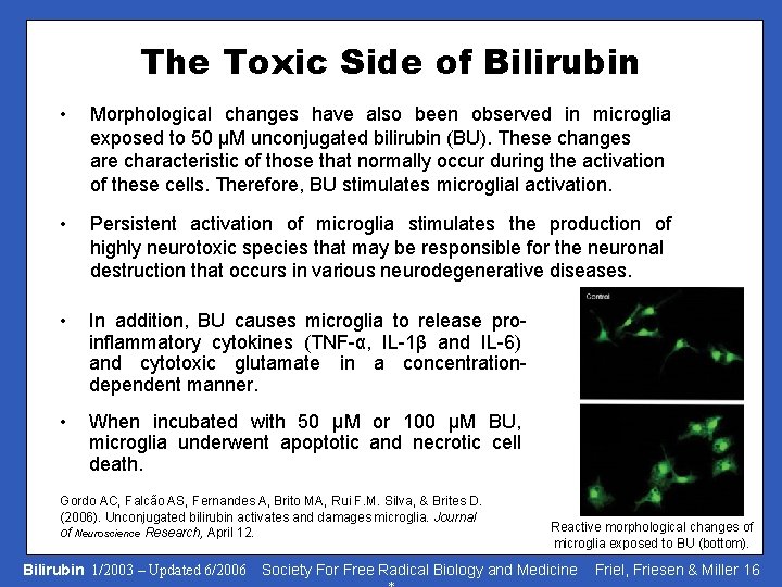 The Toxic Side of Bilirubin • Morphological changes have also been observed in microglia