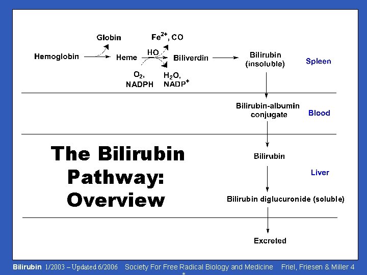 Formation The Bilirubin Pathway: of Bilirubin: Overview Bilirubin diglucuronide (soluble) Bilirubin 1/2003 – Updated