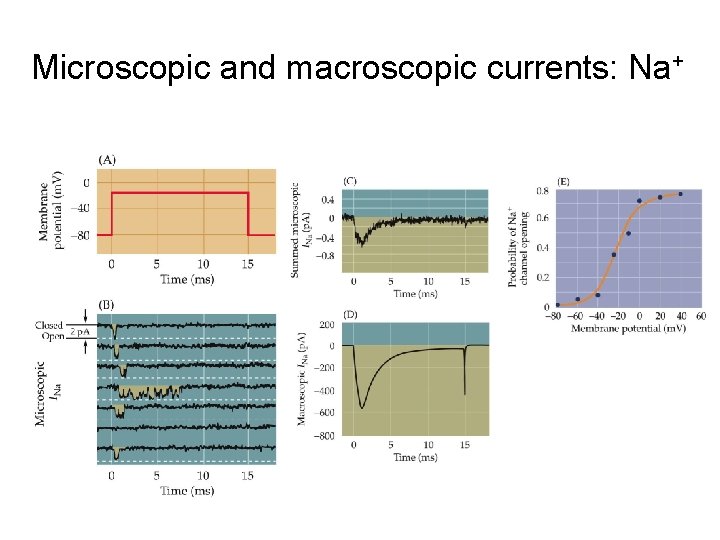 Microscopic and macroscopic currents: Na+ 