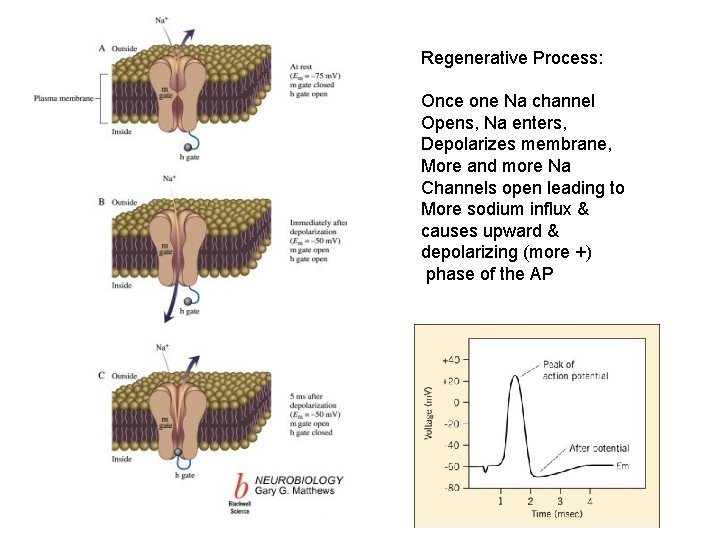 Regenerative Process: Once one Na channel Opens, Na enters, Depolarizes membrane, More and more Regenerative Process: Once one Na channel Opens, Na enters, Depolarizes membrane, More and more