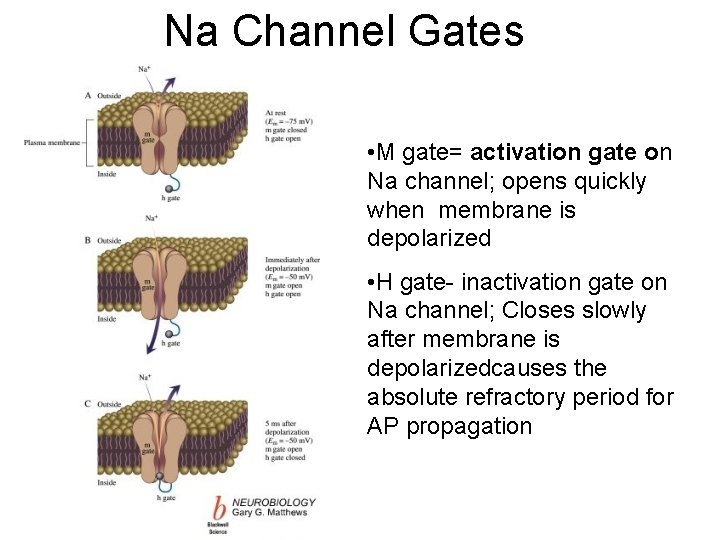 Na Channel Gates • M gate= activation gate on Na channel; opens quickly when