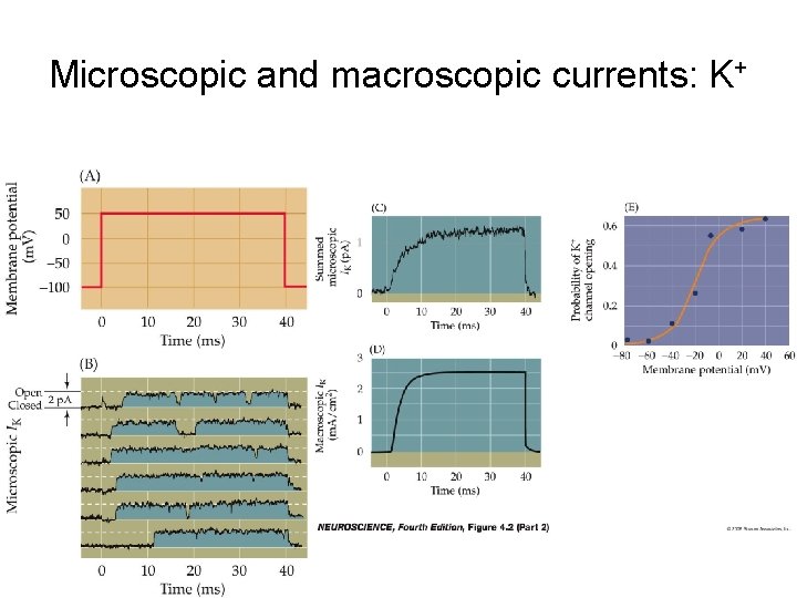 Microscopic and macroscopic currents: K+ 