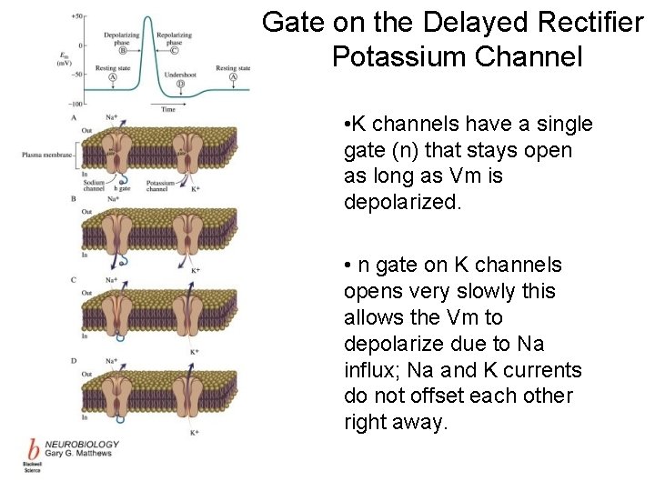 Gate on the Delayed Rectifier Potassium Channel • K channels have a single gate Gate on the Delayed Rectifier Potassium Channel • K channels have a single gate