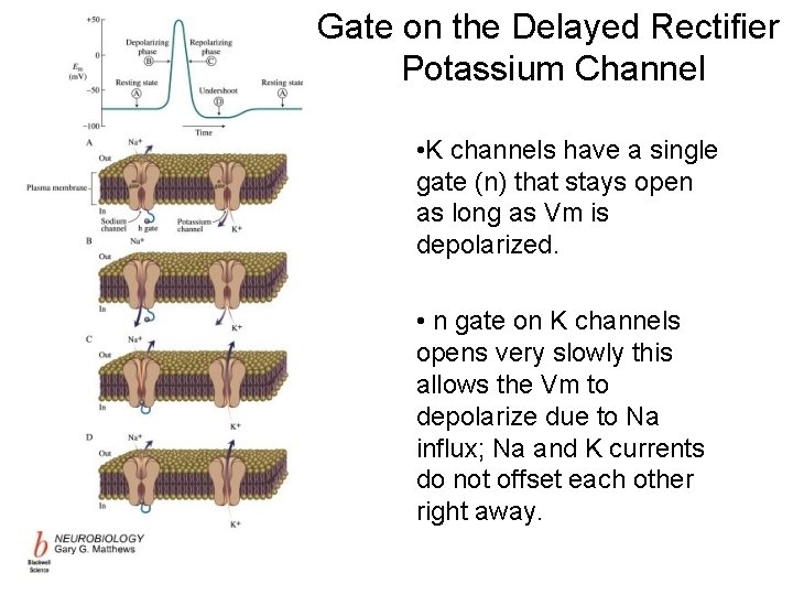 Gate on the Delayed Rectifier Potassium Channel • K channels have a single gate