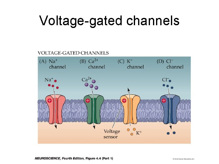 Voltage-gated channels  Voltage-gated channels