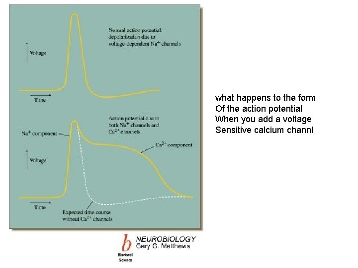what happens to the form Of the action potential When you add a voltage what happens to the form Of the action potential When you add a voltage