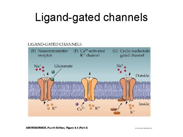 Ligand-gated channels  Ligand-gated channels