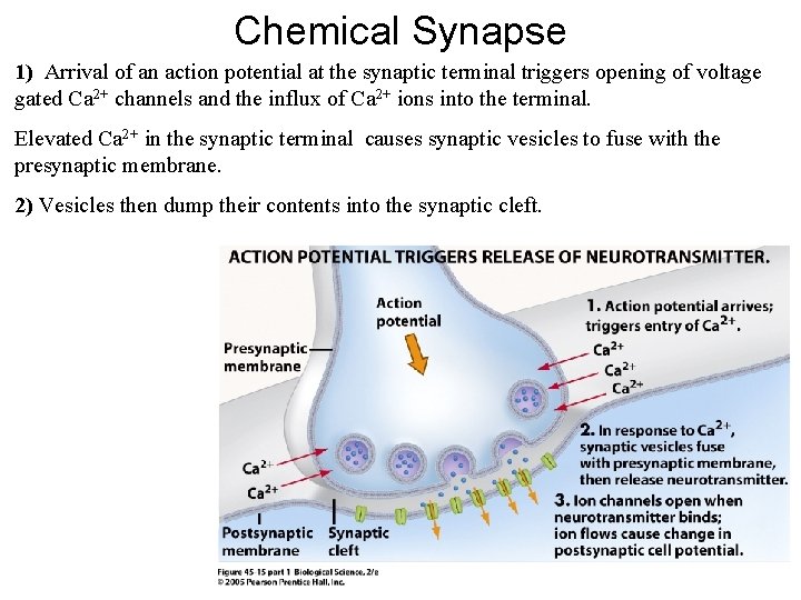 Chemical Synapse 1) Arrival of an action potential at the synaptic terminal triggers opening Chemical Synapse 1) Arrival of an action potential at the synaptic terminal triggers opening