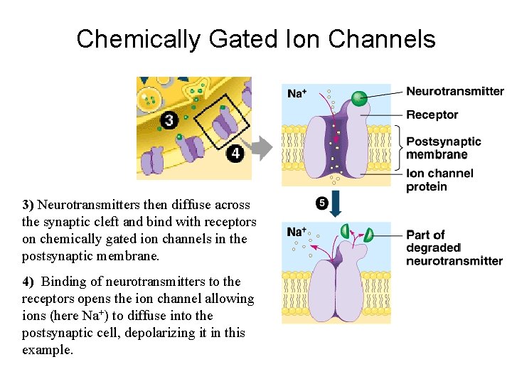 Chemically Gated Ion Channels 3) Neurotransmitters then diffuse across the synaptic cleft and bind