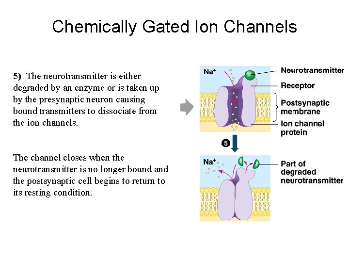 Chemically Gated Ion Channels 5) The neurotransmitter is either degraded by an enzyme or Chemically Gated Ion Channels 5) The neurotransmitter is either degraded by an enzyme or