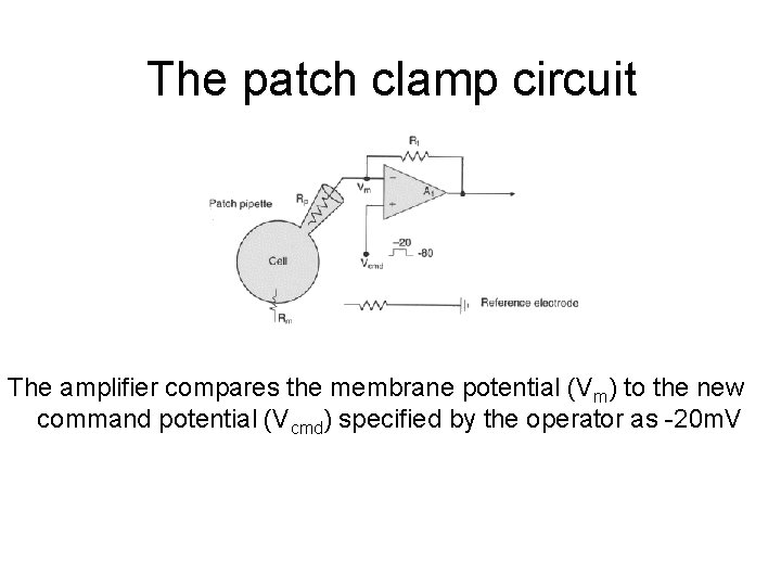 The patch clamp circuit The amplifier compares the membrane potential (Vm) to the new