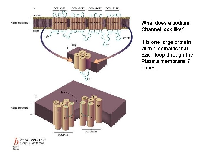 What does a sodium Channel look like? It is one large protein With 4 What does a sodium Channel look like? It is one large protein With 4