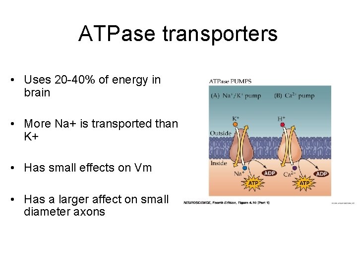 ATPase transporters • Uses 20 -40% of energy in brain • More Na+ is