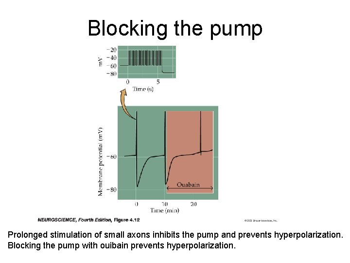 Blocking the pump Prolonged stimulation of small axons inhibits the pump and prevents hyperpolarization. Blocking the pump Prolonged stimulation of small axons inhibits the pump and prevents hyperpolarization.