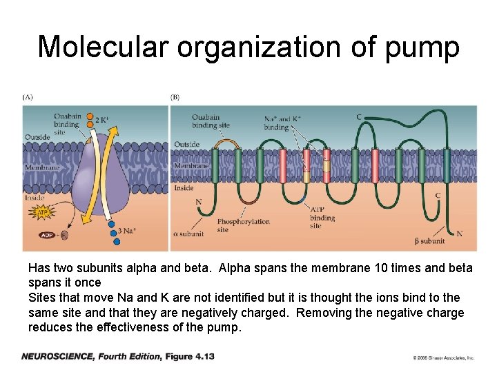 Molecular organization of pump Has two subunits alpha and beta. Alpha spans the membrane