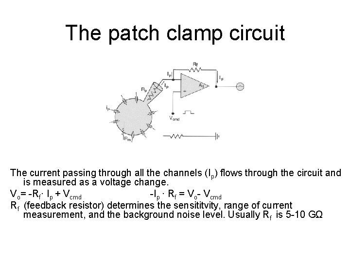 The patch clamp circuit The current passing through all the channels (Ip) flows through