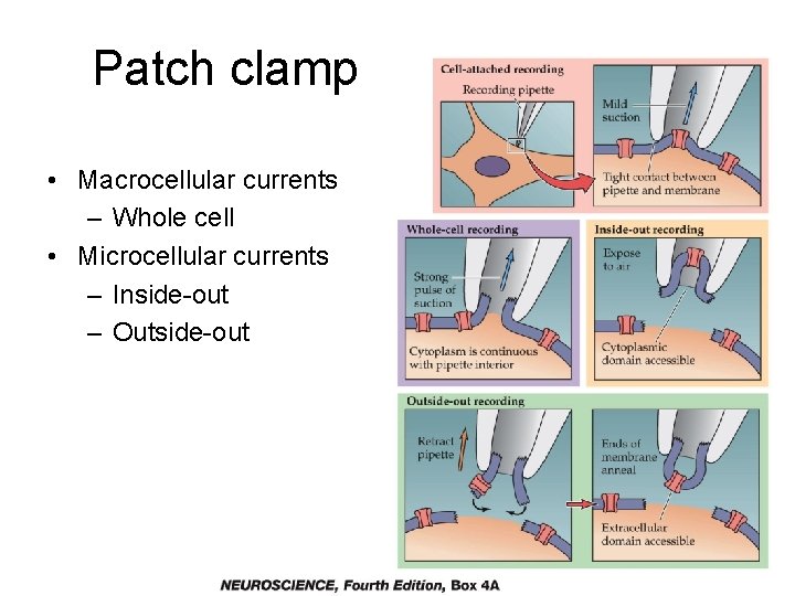 Patch clamp • Macrocellular currents – Whole cell • Microcellular currents – Inside-out – Patch clamp • Macrocellular currents – Whole cell • Microcellular currents – Inside-out –