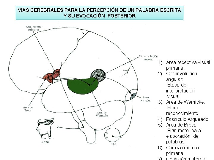 VIAS CEREBRALES PARA LA PERCEPCIÓN DE UN PALABRA ESCRITA Y SU EVOCACIÓN POSTERIOR 1)