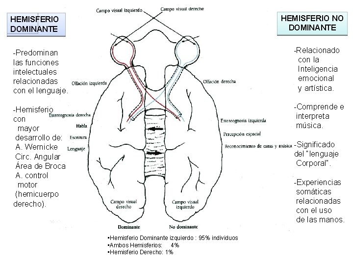 HEMISFERIO NO DOMINANTE HEMISFERIO DOMINANTE -Predominan las funciones intelectuales relacionadas con el lenguaje. -Relacionado