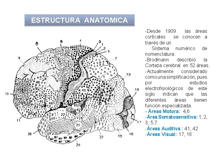 ESTRUCTURA ANATOMICA -Desde 1909 las áreas corticales se conocen a través de un Sistema
