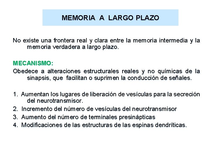 MEMORIA A LARGO PLAZO No existe una frontera real y clara entre la memoria