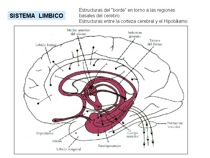 SISTEMA LIMBICO Estructuras del “borde” en torno a las regiones basales del cerebro. Estructuras