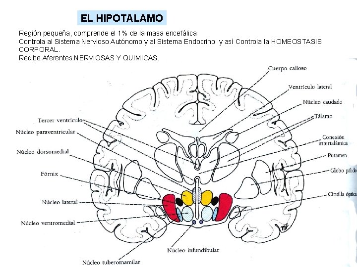 EL HIPOTALAMO Región pequeña, comprende el 1% de la masa encefálica Controla al Sistema