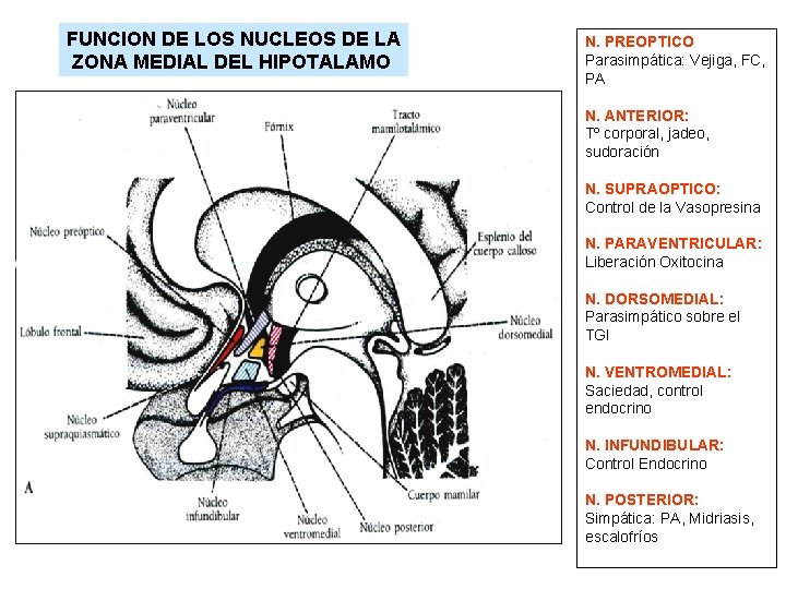 FUNCION DE LOS NUCLEOS DE LA ZONA MEDIAL DEL HIPOTALAMO N. PREOPTICO Parasimpática: Vejiga,