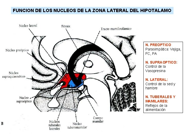 FUNCION DE LOS NUCLEOS DE LA ZONA LATERAL DEL HIPOTALAMO N. PREOPTICO Parasimpática: Vejiga,