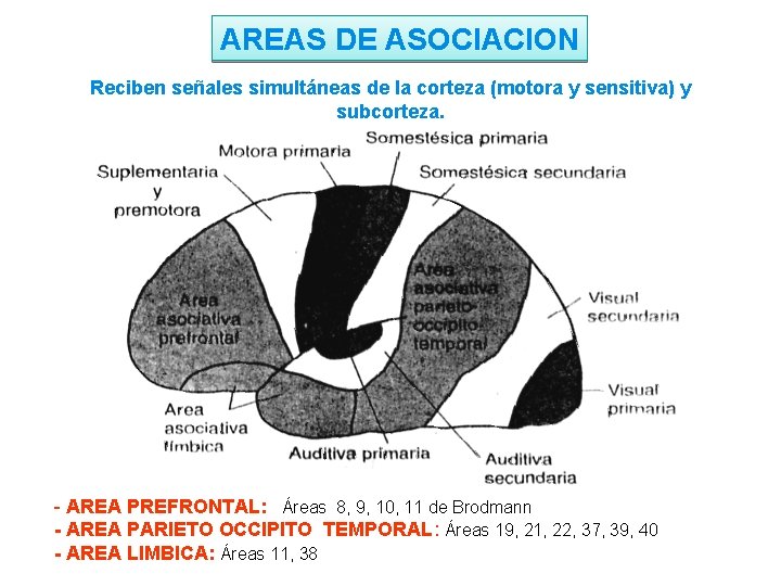 AREAS DE ASOCIACION Reciben señales simultáneas de la corteza (motora y sensitiva) y subcorteza.