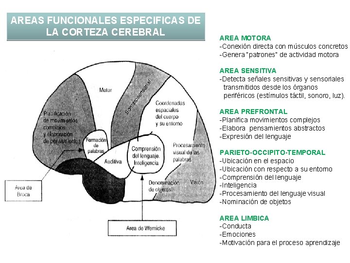 AREAS FUNCIONALES ESPECIFICAS DE LA CORTEZA CEREBRAL AREA MOTORA -Conexión directa con músculos concretos