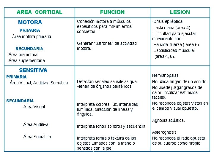 AREA CORTICAL MOTORA PRIMARIA Área motora primaria SECUNDARIA Área premotora Área suplementaria FUNCION Conexión
