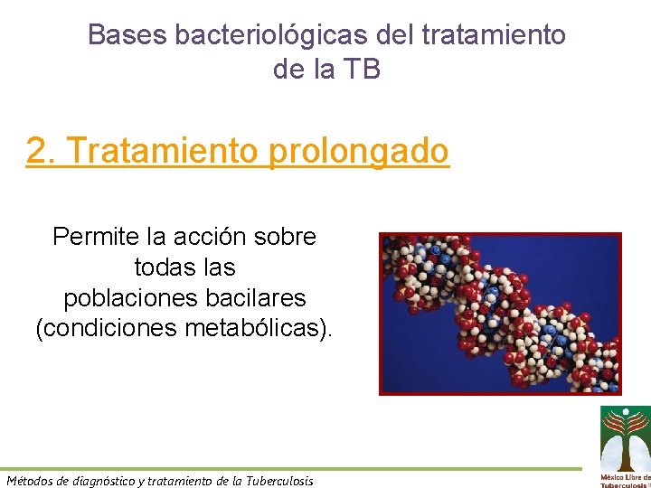 Bases bacteriológicas del tratamiento de la TB 2. Tratamiento prolongado Permite la acción sobre