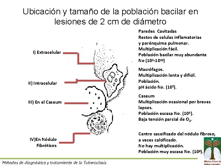 Ubicación y tamaño de la población bacilar en lesiones de 2 cm de diámetro