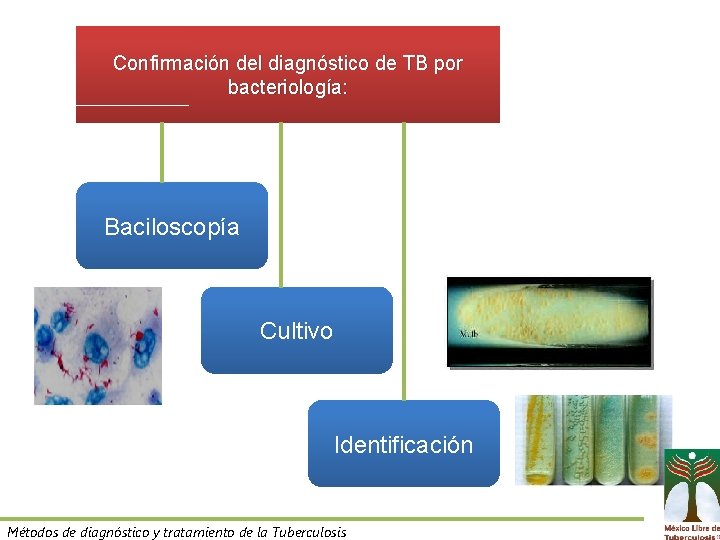 Confirmación del diagnóstico de TB por bacteriología: Baciloscopía Cultivo Identificación Métodos de diagnóstico y