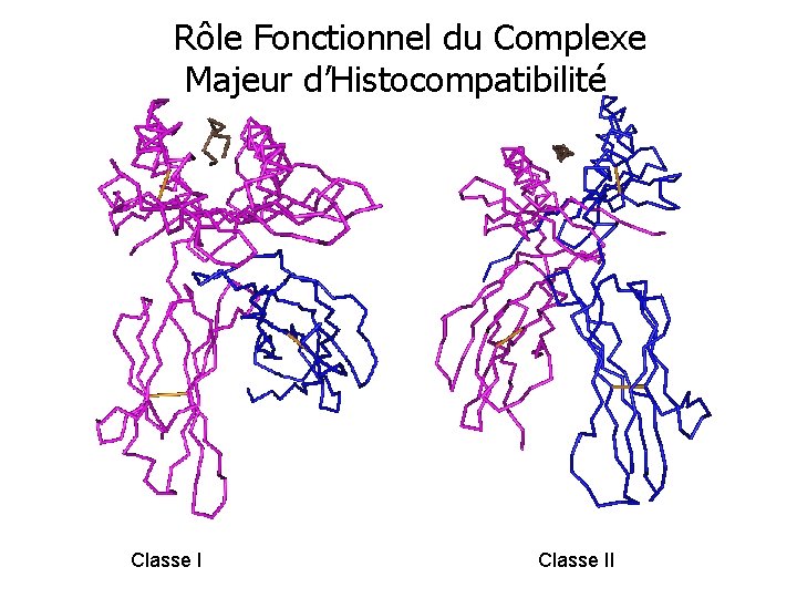 Rôle Fonctionnel du Complexe Majeur d’Histocompatibilité Classe II 