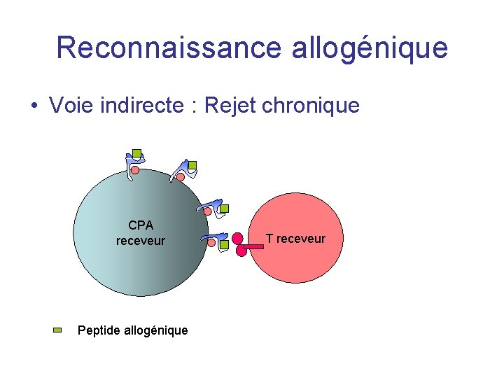 Reconnaissance allogénique • Voie indirecte : Rejet chronique CPA receveur Peptide allogénique T receveur