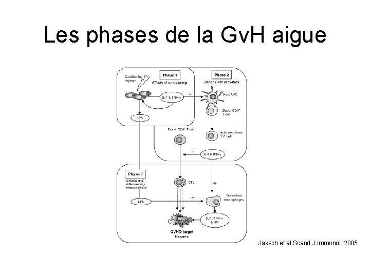 Les phases de la Gv. H aigue Jaksch et al Scand. J. Immunol. 2005
