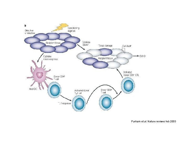 Parham et al. Nature reviews feb 2003 