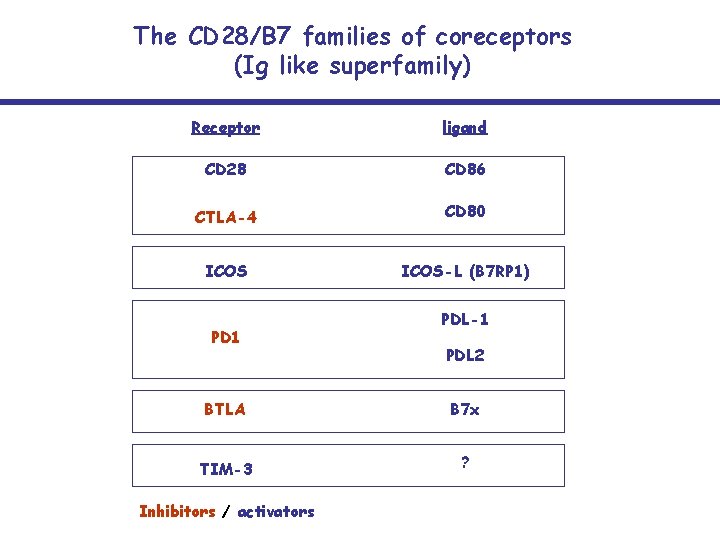 The CD 28/B 7 families of coreceptors (Ig like superfamily) Receptor ligand CD 28