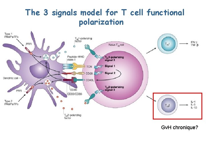 The 3 signals model for T cell functional polarization Gv. H chronique? 