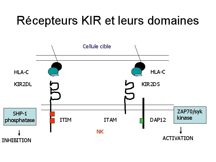 Récepteurs KIR et leurs domaines Cellule cible HLA-C KIR 2 DL SHP-1 phosphatase KIR